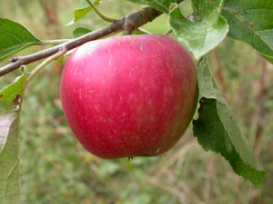 Apple by Harry Green