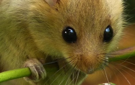 Dormouse close up by Rudd Foppen