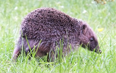 Hedgehog behind by Sue Palmer