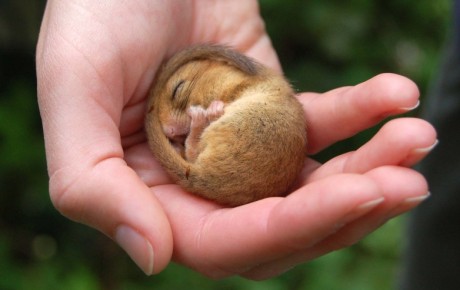 Torpid dormouse in hand by Tony Wellbelove