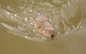 Water vole swimming by Iain Green