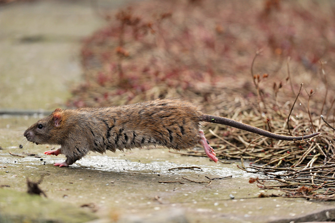 How long to wild rats live