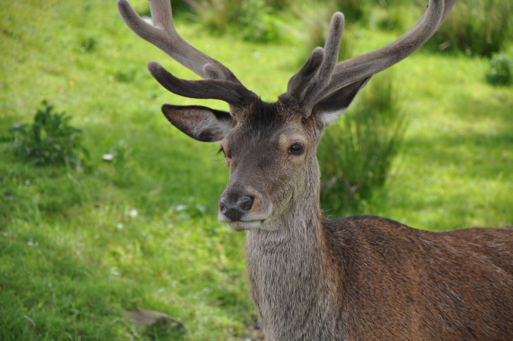 Mammals on Roads wildlife survey- take part today