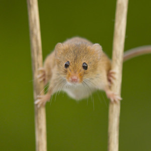 Eurasian Harvest Mouse Oliver Smart