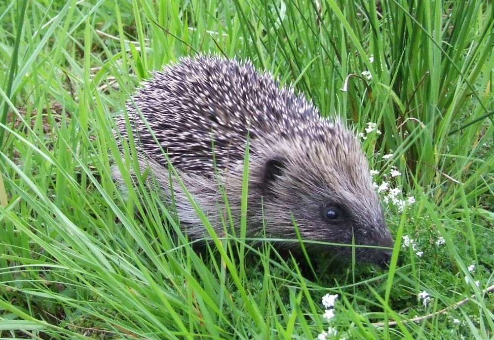 hedgehog by Nikki Charlton