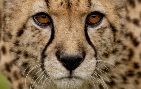 Cheetah face by iStock.com Chamaelleo