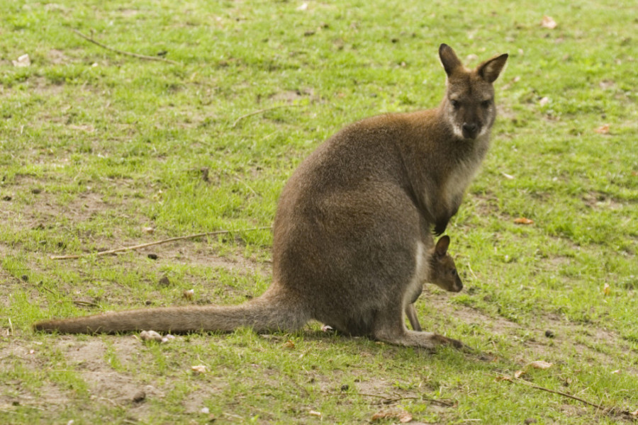 Red-necked wallaby - People's Trust for Endangered Species