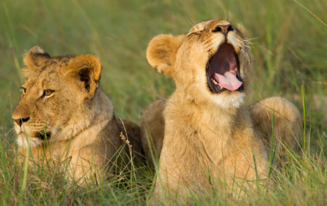 Lion cubs by Jason Prince