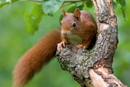 Red squirrel - People's Trust for Endangered Species