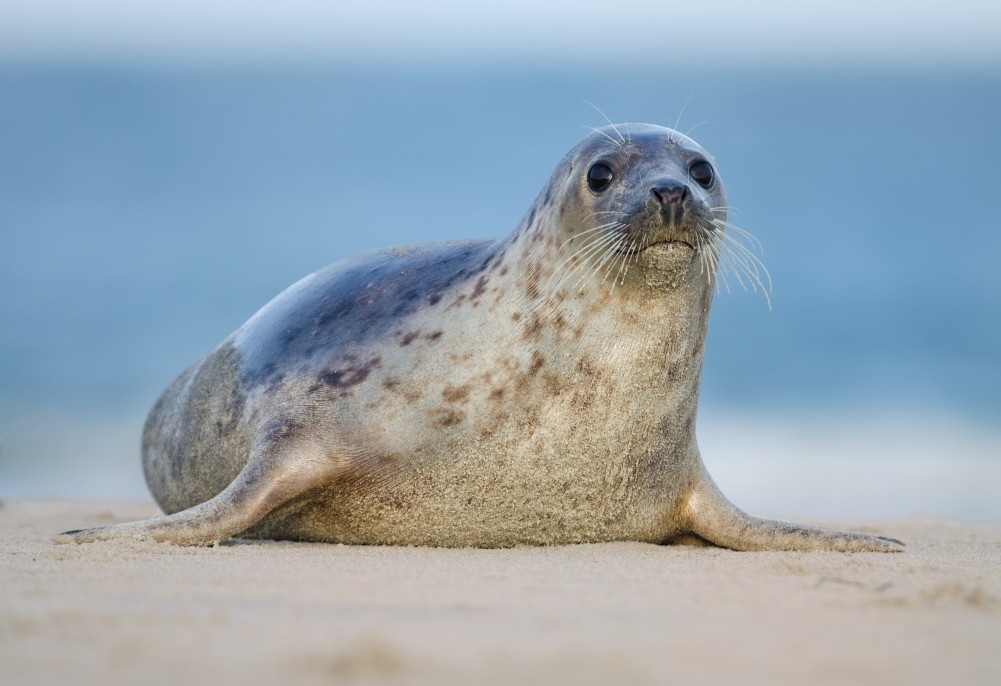 Common (or Harbour) seal - People's Trust for Endangered Species