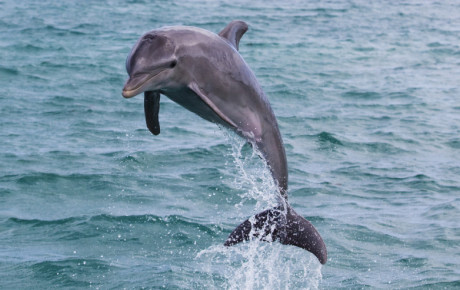 Bottlenose dolphin ©iStockphoto.com Dmitriy Filippov