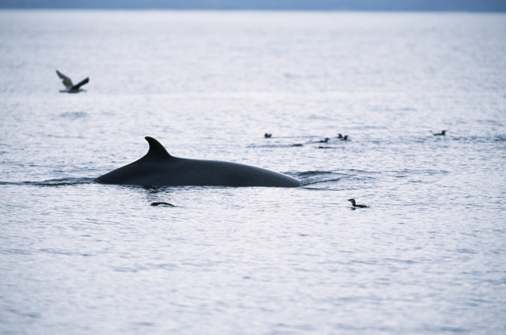 Minke whale - Laurie Campbell