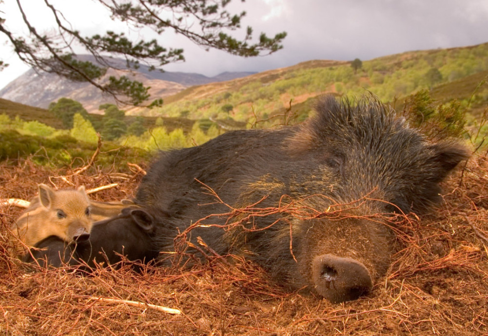 Wild Boar - Facts, Diet, Habitat & Pictures on