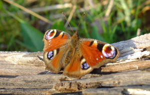 peacock butterfly close