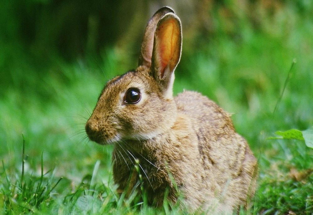 Rabbit by Stephen Oliver