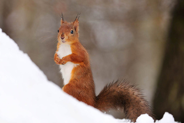 red squirrel by Laurie Campbell red squirrel by Laurie Campbell
