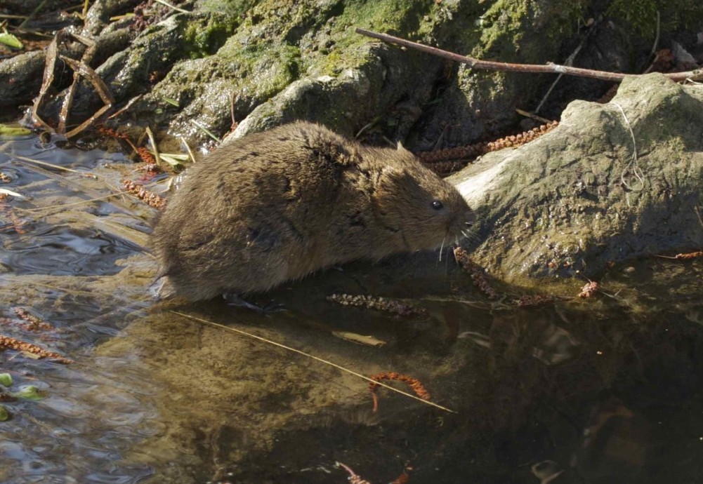water vole by Jessica Evans