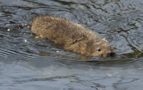 water vole by Jessica Evans water vole by Jessica Evans