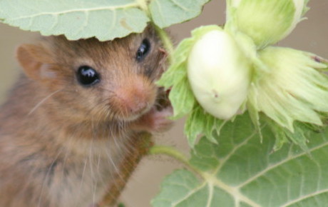 hazel dormouse by John Webley hazel dormouse by John Webley uk mammal grant ptes