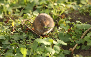water vole by Iain Green
