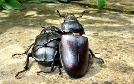 female stag beetles