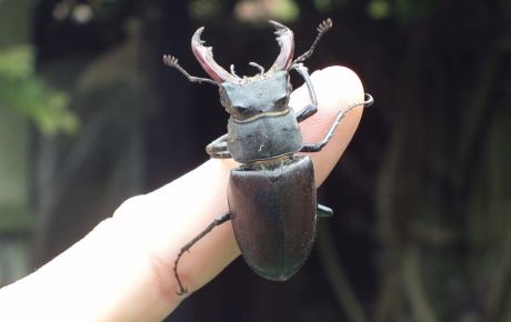stag beetle