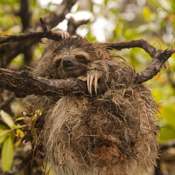 Pygmy sloth by Craig Turner ZSL