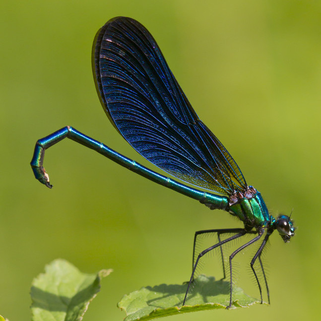 Beautiful Demoiselle greeting card - People's Trust for Endangered Species