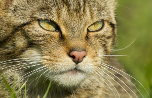 European Wildcat greeting card