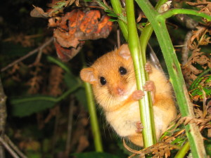 Nocturnal dormouse by Rudd Foppen