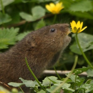 Water vole and flower by Iain Green