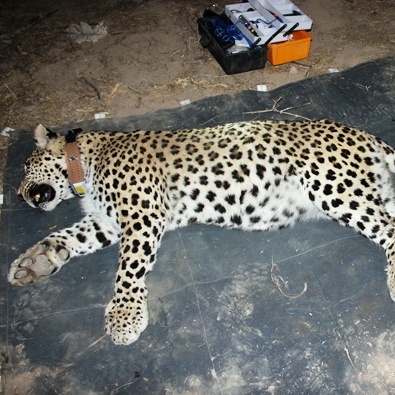 Leopard being collared by Mohammad Farhadinia
