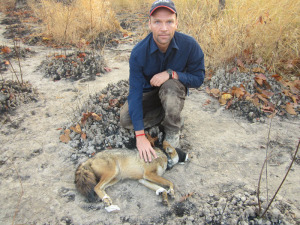 Jan Kamler with an anesthetised dhole