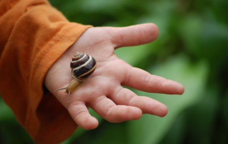 Kid holding snail by Shutterstock.com/forestmavka