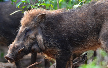 Warty pig by Florian Richter Worldwide project ptes