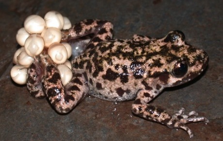 Mallorcan midwife toad by Richard Griffiths ptes internship projects