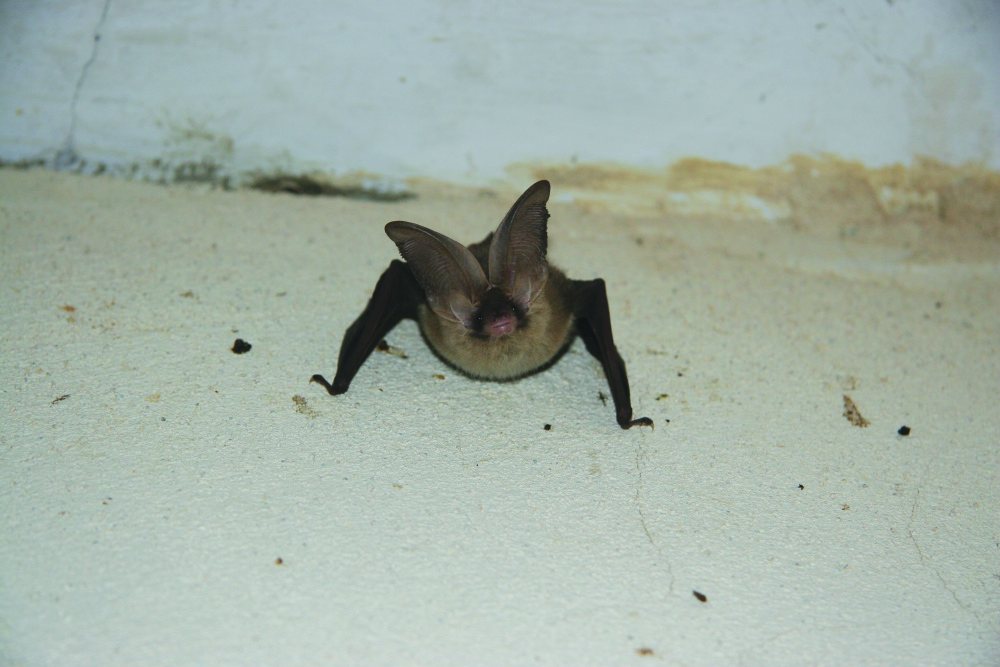 Brown long-eared bat by Mike Toms