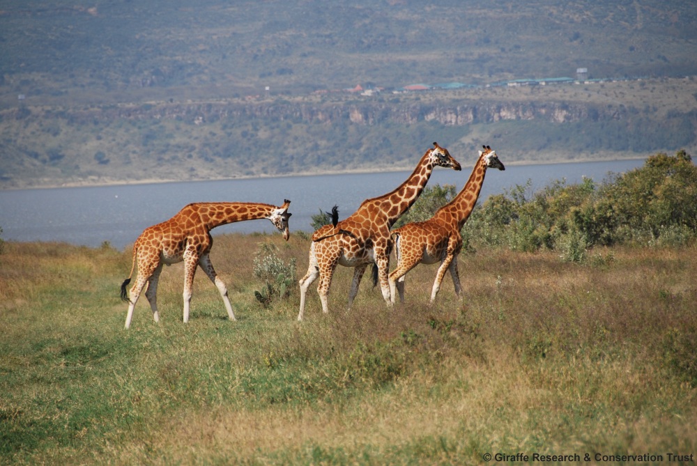 Giraffe group by Giraffe Research Conservation Trust