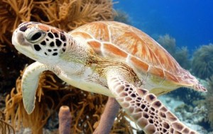 Green turtle by Isabelle Kuehn/Shutterstock.com