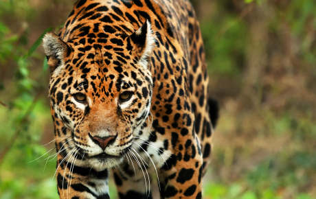 Jaguar by Mikadun Worldwide project grant ptes