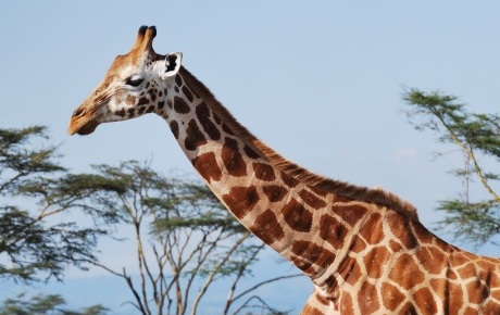 Lone giraffe by Giraffe Research Conservation Trust Worldwide project grant ptes