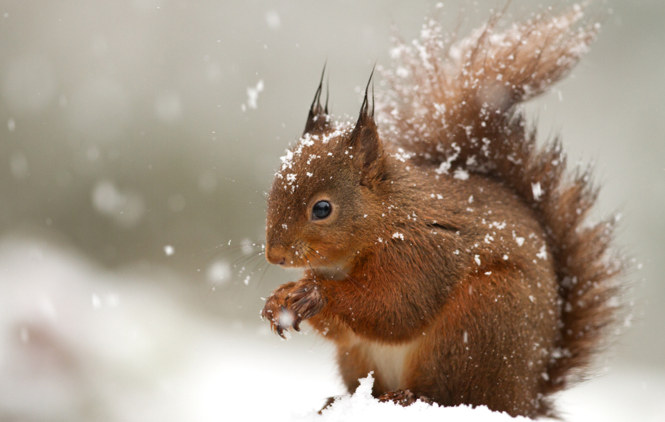 Red squirrel by Shutterstock.com/Giedriius Red squirrel by Shutterstock.com/Giedriius