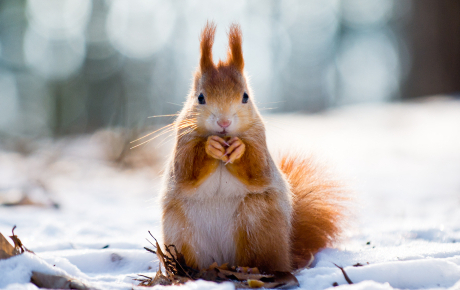 Red squirrel by VOJTa Herout/Shutterstock.com