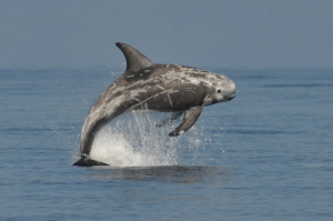 Rissos dolphin leaping by Bryony Manley