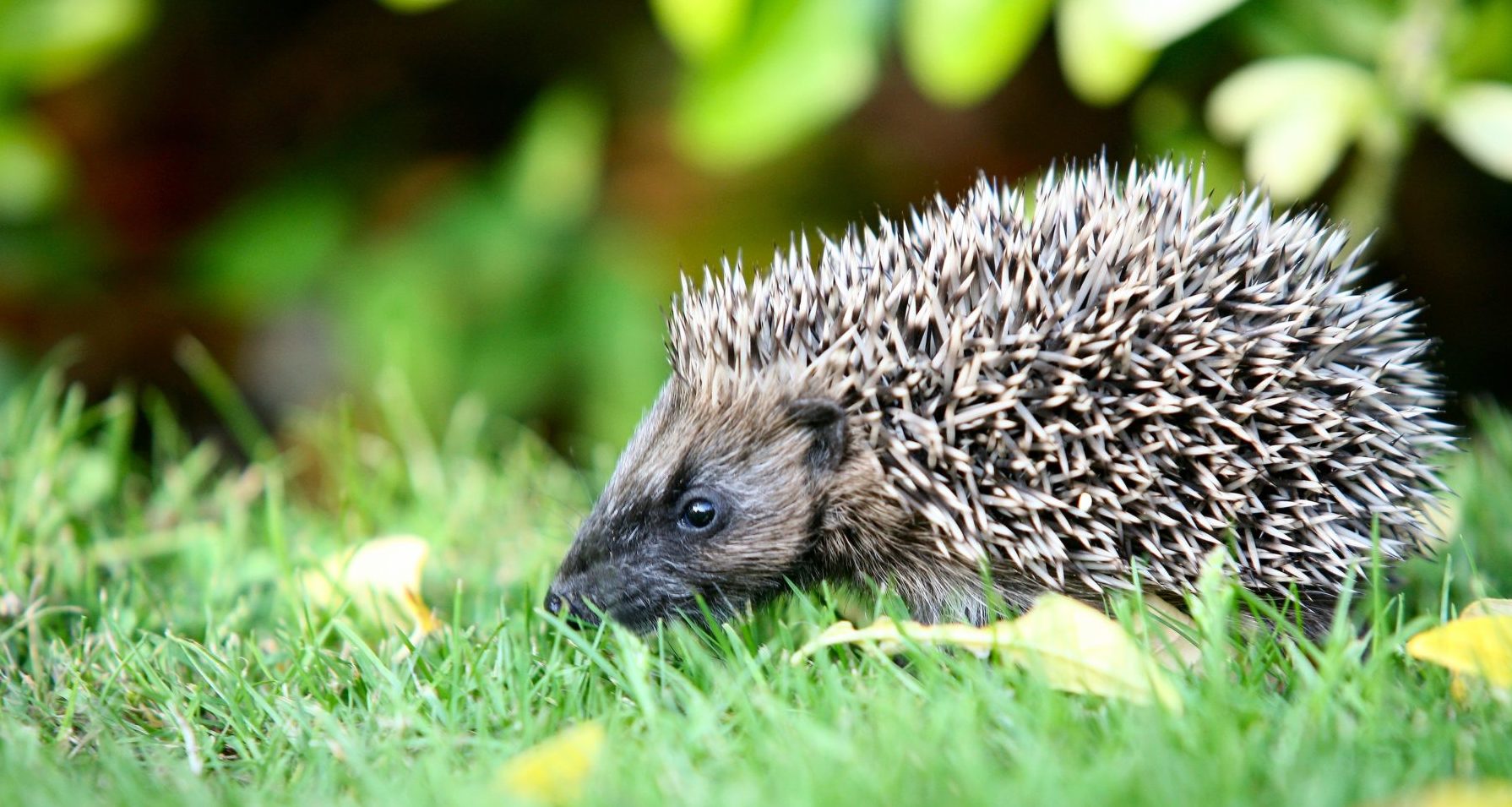 Hedgehog by Stephen Heliczer