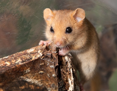 dormouse on box dormouse on box