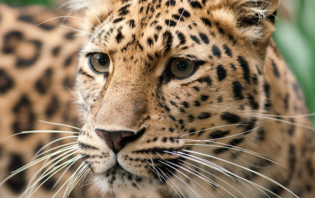 Amur leopard by Chris Humphries Shutterstock.com