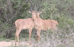 hirola antelopes worldwide project ptes