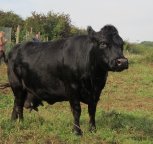 Dexter cow at Rough Hill