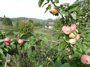 Ellis bitter apple tree